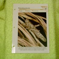 Wüstenheuschrecke - Informationskarte über
