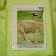 Erziehung junger Säugetiere - Informationskarte über