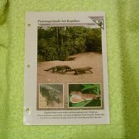 Paarungsrituale bei Reptilien - Informationskarte über