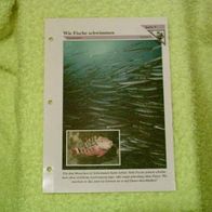 Wie Fische schwimmen - Informationskarte über