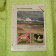 Tierleben am Sandstrand - Informationskarte über