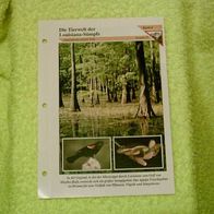 Die Tierwelt der Louisiana-Sümpfe - Informationskarte über