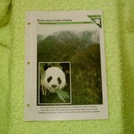 Rettet den Großen Panda - Informationskarte über
