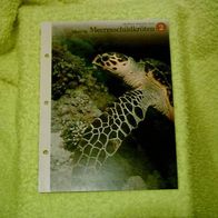 Schützt die Meeresschildkröten - Informationskarte über