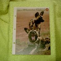 Schützt den Afrikanischen Wildhund - Informationskarte über