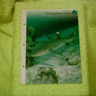 Weißspitzenriffhai - Informationskarte über