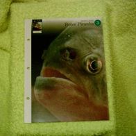 Roter Piranha - Informationskarte über