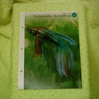 Siamesischer Kampffisch - Informationskarte über