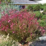 1 x Gaura lindheimeri ´Siskiyou Pink‘ (Stauden/ Winterhart) Prachtkerze