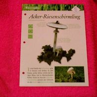 Acker-Riesenschirmling (Pfl-K) - Informationskarte über