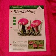 Bluttäubling (Pfl-K) - Informationskarte über