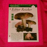 Echter Reizker (Pfl-K) - Informationskarte über