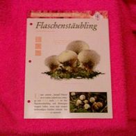 Flaschenstäubling (Pfl-K) - Informationskarte über