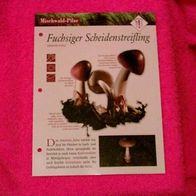 Fuchsiger Scheidenstreifling (Pfl-K) - Informationskarte über