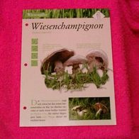 Wiesenchampignon (Pfl-K) - Informationskarte über