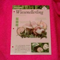 Wiesenellerling (Pfl-K) - Informationskarte über