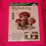 Wolfsröhrling (Pfl-K) - Informationskarte über