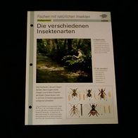 Die verschiedenen Insektenarten - Infokarte über