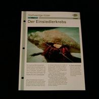 Der Einsiedlerkrebs - Infokarte über