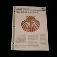 Die Jakobsmuschel - Infokarte über