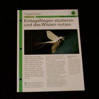 Eintagsfliegen studieren und das Wissen nutzen - Infokarte über