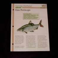 Das Rotauge - Infokarte über