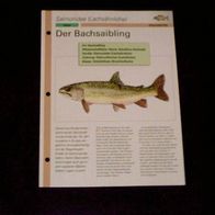 Der Bachsaibling - Infokarte über