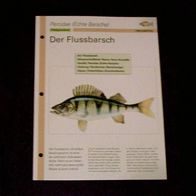 Der Flussbarsch - Infokarte über