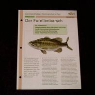 Der Forellenbarsch - Infokarte über