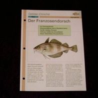 Der Franzosendorsch - Infokarte über