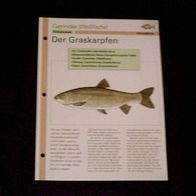 Der Graskarpfen - Infokarte über