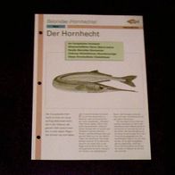 Der Hornhecht - Infokarte über