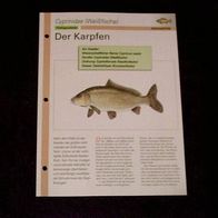 Der Karpfen - Infokarte über