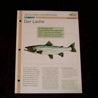 Der Lachs - Infokarte über