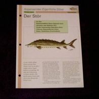 Der Stör - Infokarte über