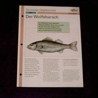 Der Wolfsbarsch - Infokarte über