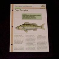 Der Zander - Infokarte über