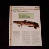 Die Aalquappe - Infokarte über