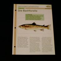 Die Bachforelle - Infokarte über