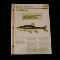 Die Elritze - Infokarte über