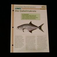 Die Gabelmakrele - Infokarte über