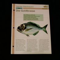 Die Goldbrasse - Infokarte über