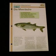 Die Meeräsche - Infokarte über