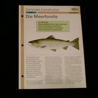 Die Meerforelle - Infokarte über