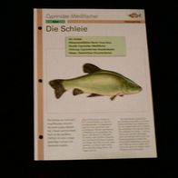 Die Schleie - Infokarte über