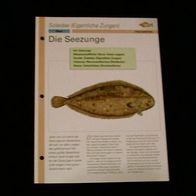 Die Seezunge - Infokarte über