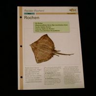 Rochen - Infokarte über