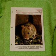 Hausmaus - Informationskarte über
