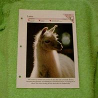 Lama - Informationskarte über