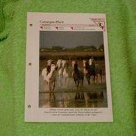 Camargue-Pferd - Informationskarte über